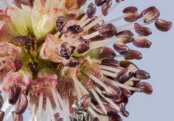 Elm - udsnit af blomst på elmetræ